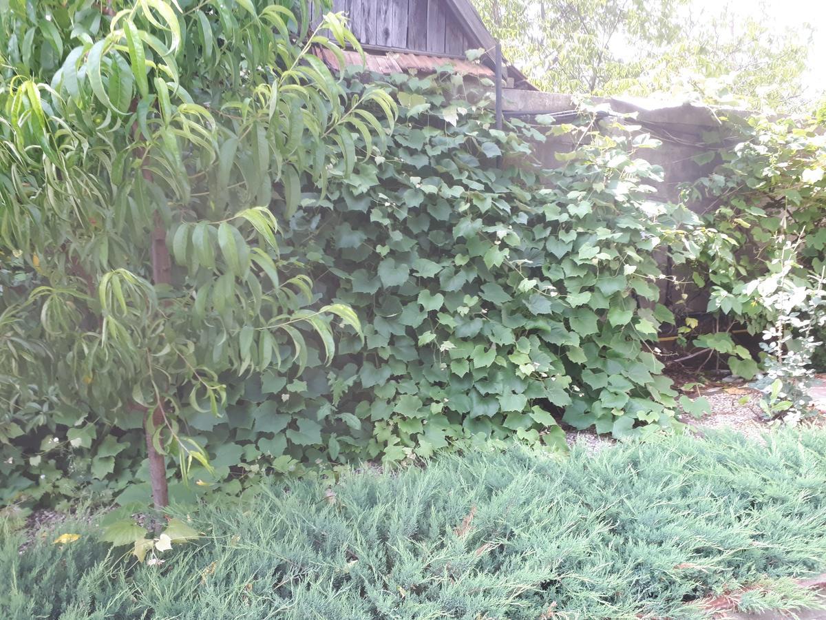 Casa Cionca Pension Gilău Buitenkant foto